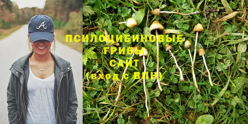 Галлюциногенные грибы Psilocybe  Каспийск 